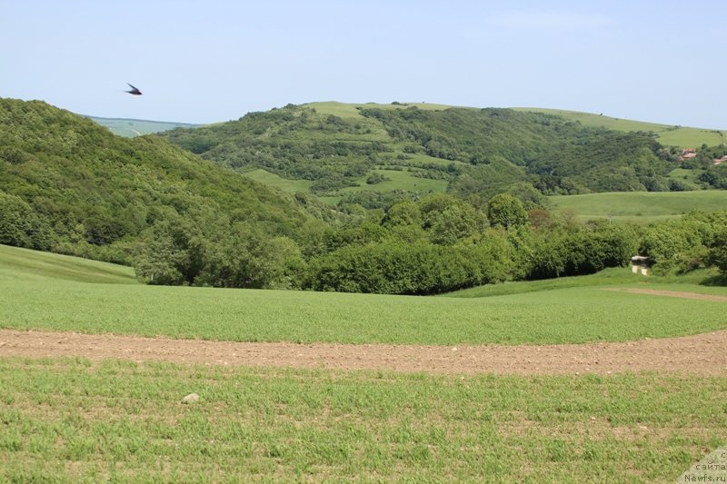 Фотография № 128508