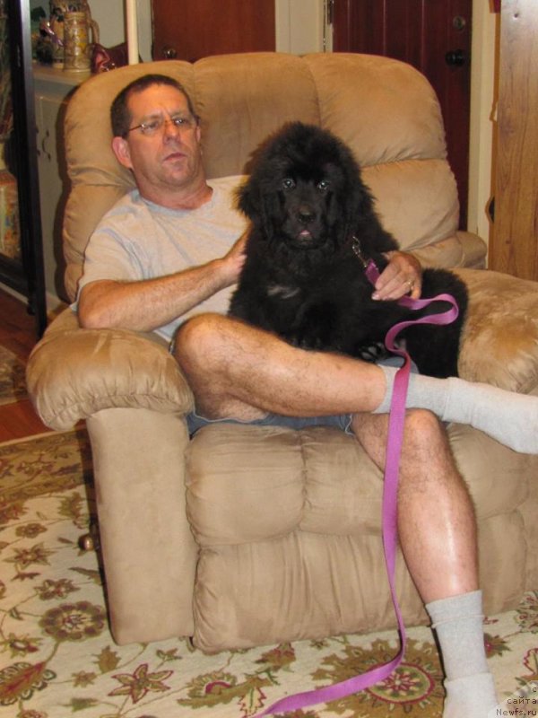 Фото: ньюфаундленд Питерньюф Интерактиве (Piternyuf Interactive)