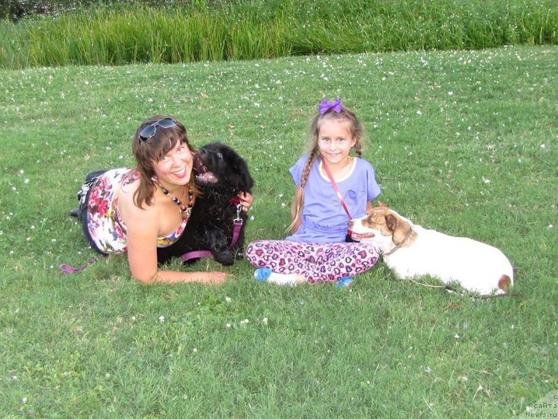 Фото: ньюфаундленд Питерньюф Интерактиве (Piternyuf Interactive)