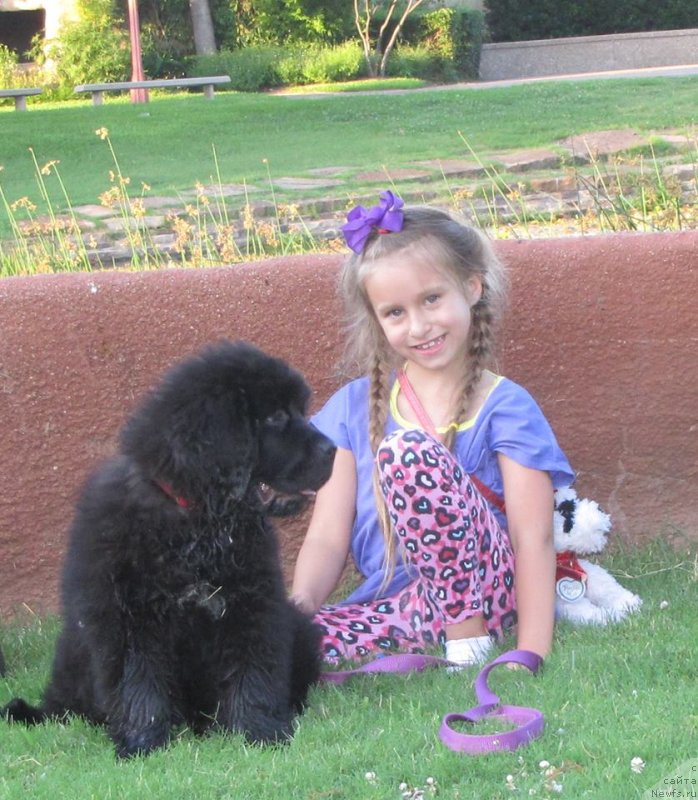 Фото: ньюфаундленд Питерньюф Интерактиве (Piternyuf Interactive)