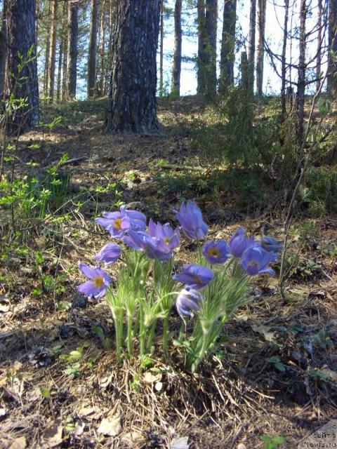 Фотография № 12852