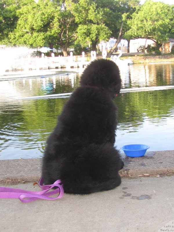 Фото: ньюфаундленд Питерньюф Интерактиве (Piternyuf Interactive)