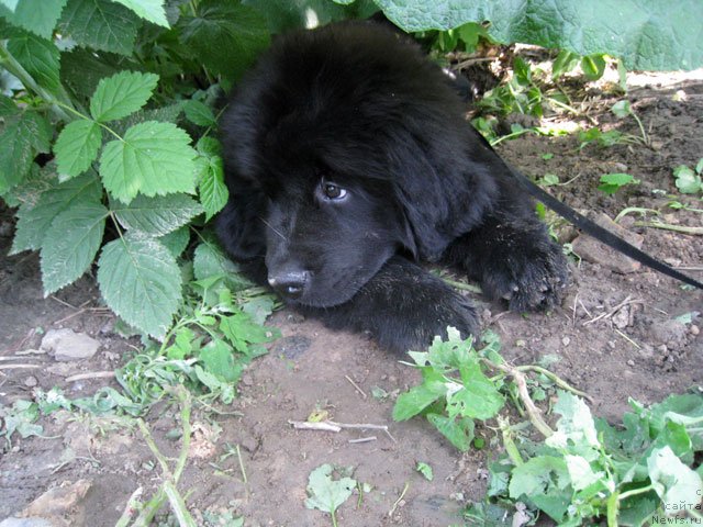 Фото: ньюфаундленд Фордевинд оф Хепи