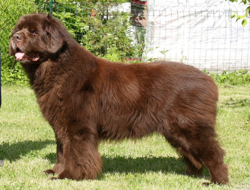 Фото: ньюфаундленд Ais Cream Ambassador