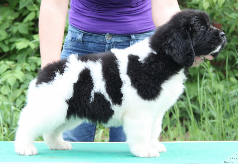 Фото: ньюфаундленд Аквиан Сонг Кисс Фром Роуз (Akvian Song Kiss from Rouz)