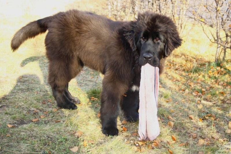 Фото: ньюфаундленд Neretum Tribe Xagrid