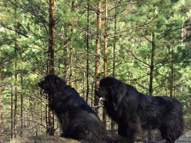 Фото: ньюфаундленд Анджел Викториус, ньюфаундленд Лесная Сказка Лунная Соната