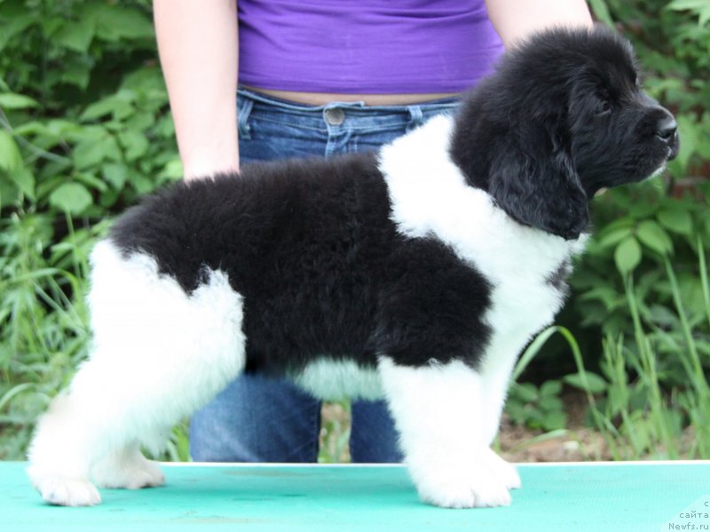 Фотография № 128541