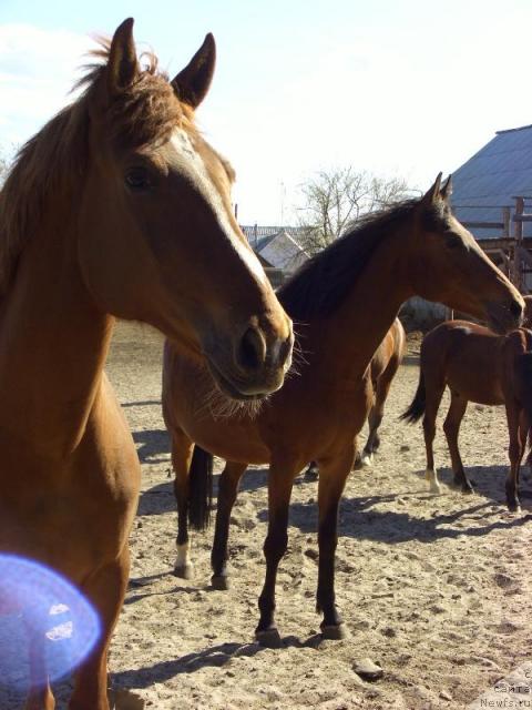 Фотография № 12856