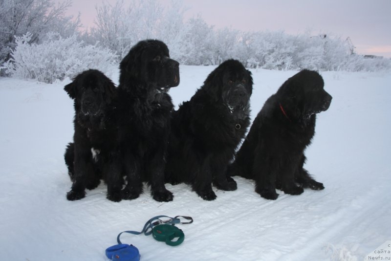 Фото: ньюфаундленд Neretum Tribe Xagrid, ньюфаундленд Бегущая по Волнам Зеро Коол, ньюфаундленд Глория Гранд Блек, ньюфаундленд Fortuna of Giant's Island