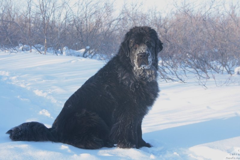 Фото: ньюфаундленд Neretum Tribe Xagrid