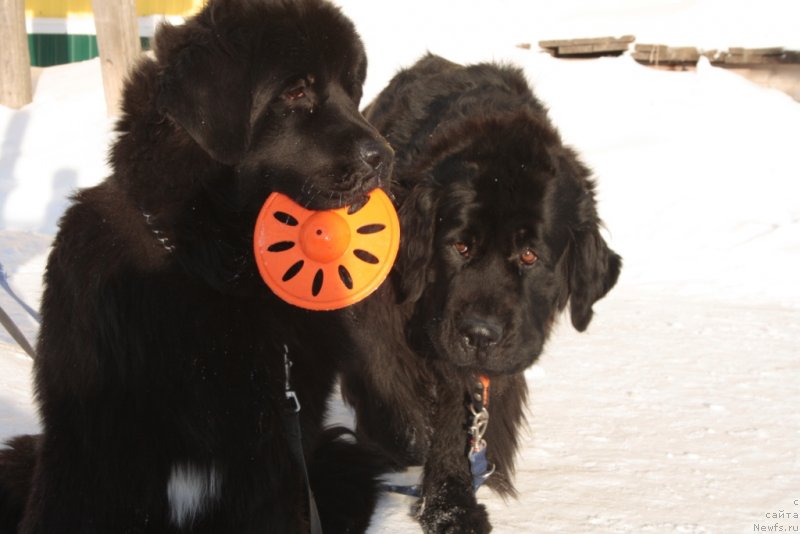 Фото: ньюфаундленд Neretum Tribe Xagrid, ньюфаундленд Глория Гранд Блек