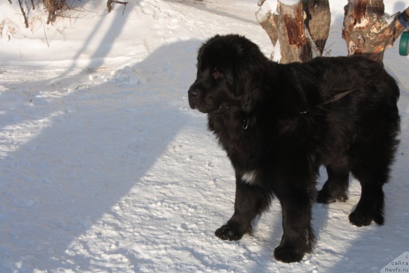 Фото: ньюфаундленд Neretum Tribe Xagrid