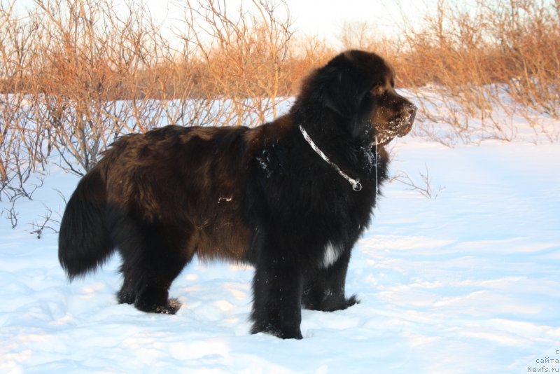 Фото: ньюфаундленд Neretum Tribe Xagrid