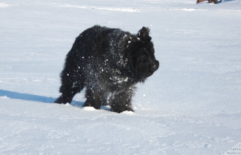 Фото: ньюфаундленд Neretum Tribe Xagrid