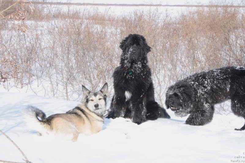 Фото: ньюфаундленд Neretum Tribe Xagrid
