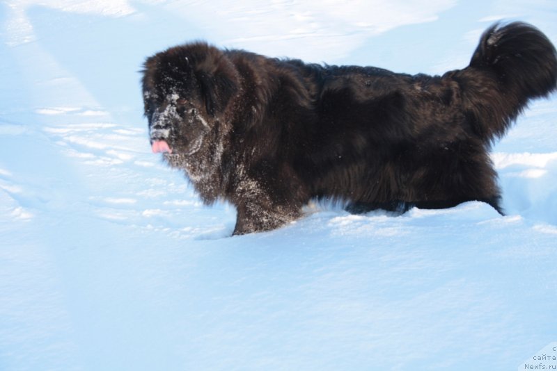 Фото: ньюфаундленд Neretum Tribe Xagrid