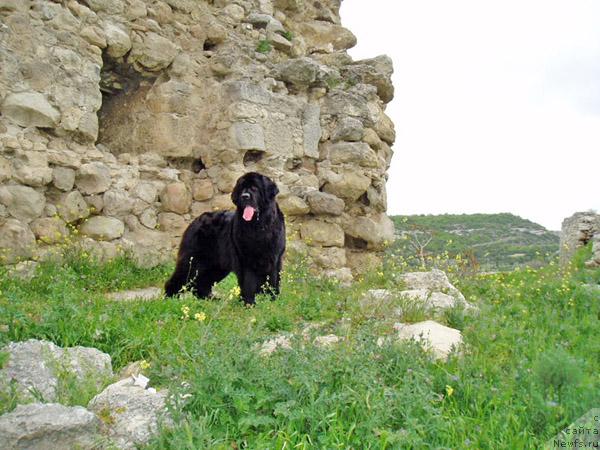 Фото: ньюфаундленд Бренда Кара Дениз