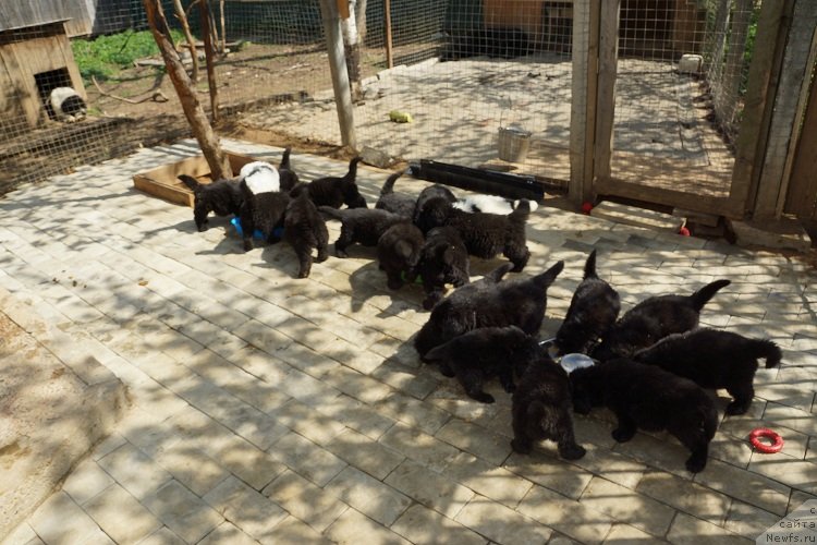 Фото: Щенки в питомнике Сент Джонс.