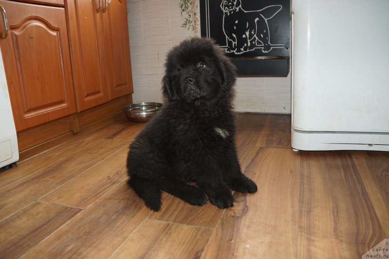 Фото: ньюфаундленд Сент Джонс Жискар Д'Эстен Эдмон (Sent Djons Zhiscar D'Estaing Edmon)