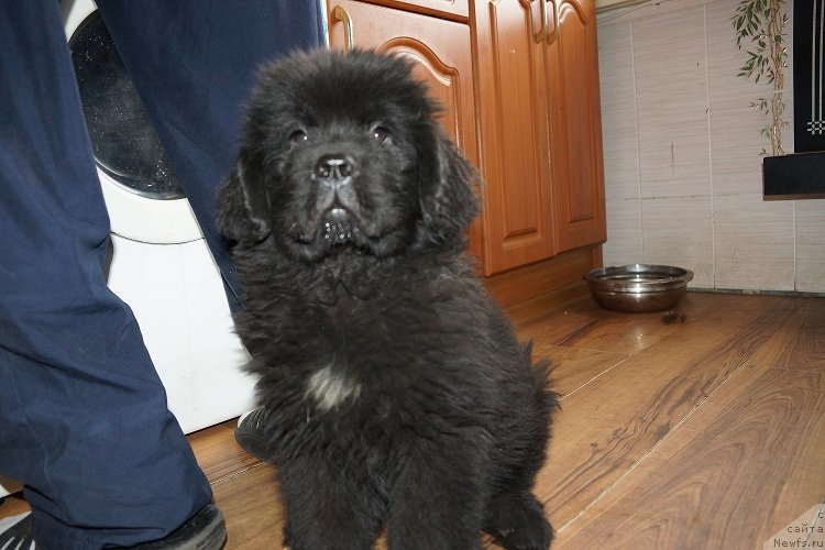 Фото: ньюфаундленд Сент Джонс Жискар Д'Эстен Эдмон (Sent Djons Zhiscar D'Estaing Edmon)