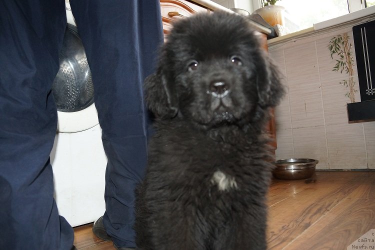 Фото: ньюфаундленд Сент Джонс Жискар Д'Эстен Эдмон (Sent Djons Zhiscar D'Estaing Edmon)