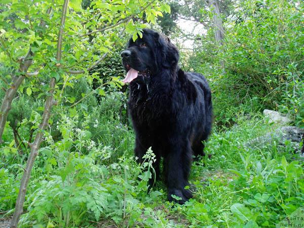 Фото: ньюфаундленд Бренда Кара Дениз