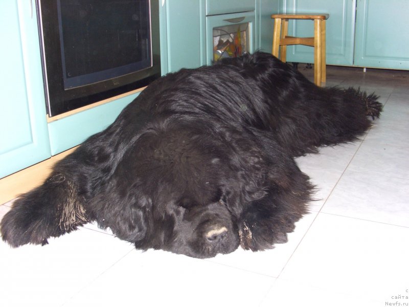 Фото: ньюфаундленд Баловень Судьбы