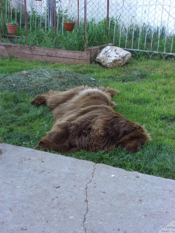 Фото: ньюфаундленд Бархатка Роскошная