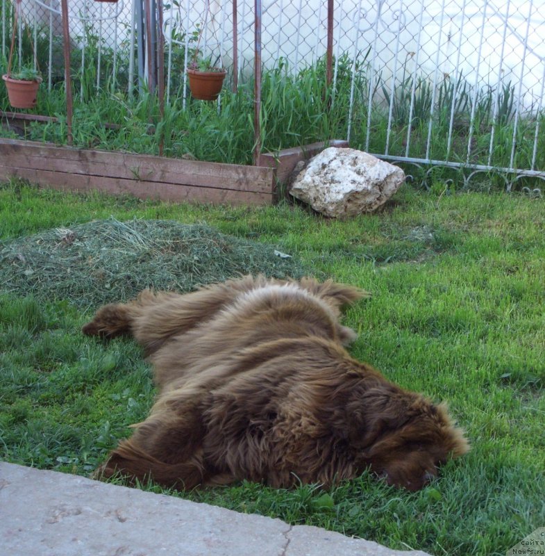 Фото: ньюфаундленд Бархатка Роскошная