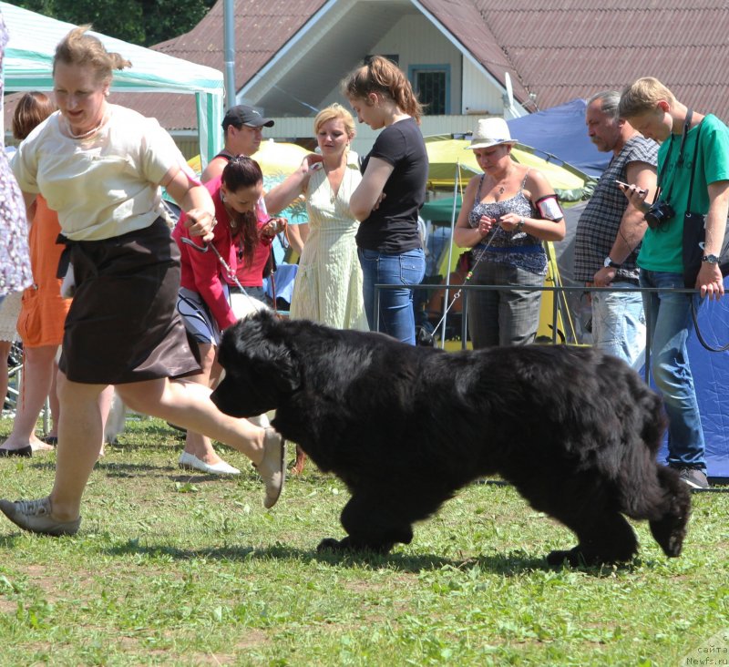 Фото: ньюфаундленд I'm Royal Iris Midnight Bear