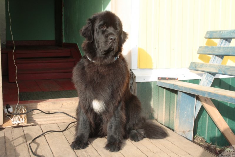 Фото: ньюфаундленд Neretum Tribe Xagrid