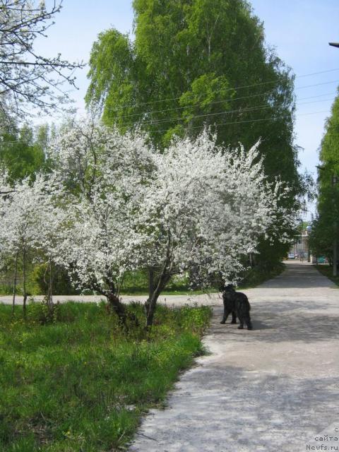 Фото: ньюфаундленд Арманьяк Души Моей