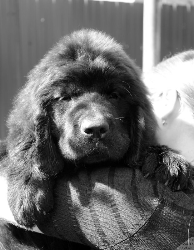 Фото: ньюфаундленд Амбер Чарм Лавита