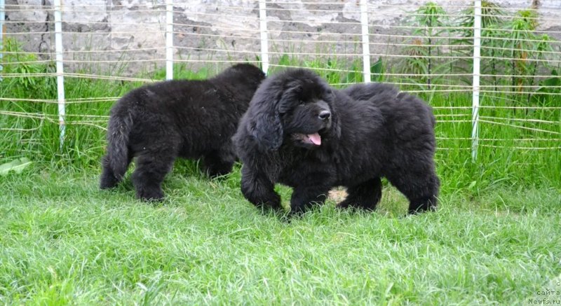 Фото: ньюфаундленд Валькирия Сигрюн, ньюфаундленд Винсент Друкки Интригант