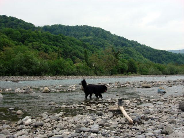 Фото: ньюфаундленд Потап Фидель