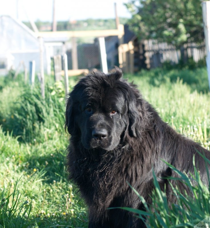 Фото: ньюфаундленд Потап Елана
