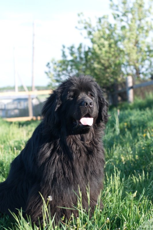 Фото: ньюфаундленд Фелиция