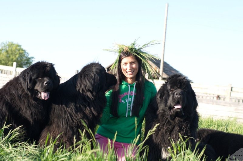 Фото: ньюфаундленд Ньюфорт Уитни Традиция Легенды, ньюфаундленд Фелиция, ньюфаундленд King of Helluland I'm Precious, Вероника Батина