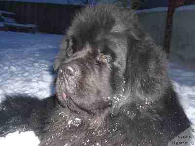 Фото: ньюфаундленд Обуш Шед Эдисон Николь (Obush Shed Edisson Nicole)