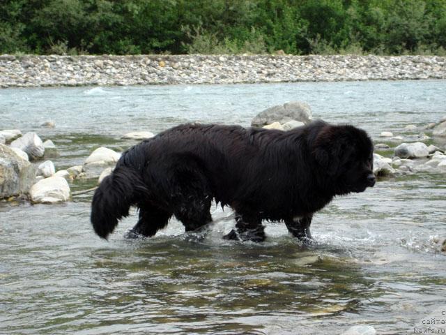 Фото: ньюфаундленд Потап Фидель