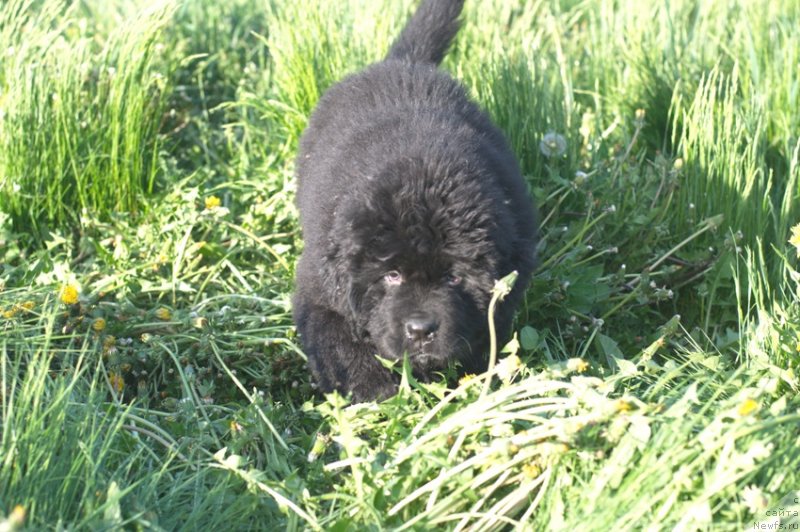 Фото: ньюфаундленд Бэнтли для Ньюфорт