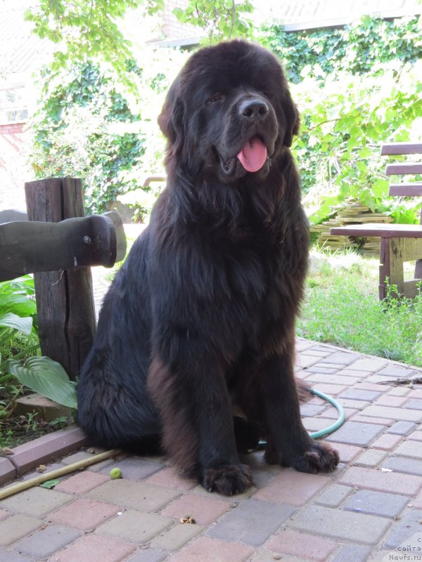 Фото: ньюфаундленд Счастливый Случай Кара Дениз (Schastlivyj Sluchay Kara Deniz)