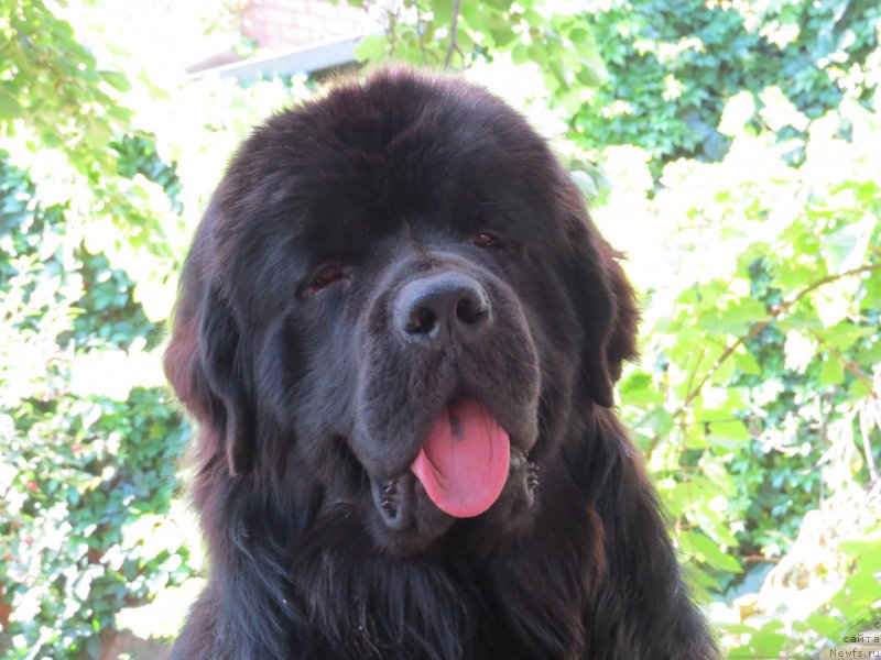 Фото: ньюфаундленд Счастливый Случай Кара Дениз (Schastlivyj Sluchay Kara Deniz)