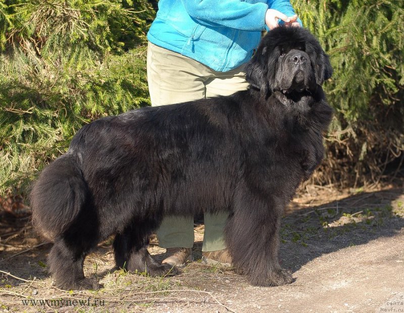 Фото: ньюфаундленд Ластёна с Берега Дона (Lastena s Berega Dona)