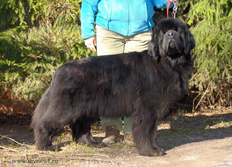 Фото: ньюфаундленд Ластёна с Берега Дона (Lastena s Berega Dona)