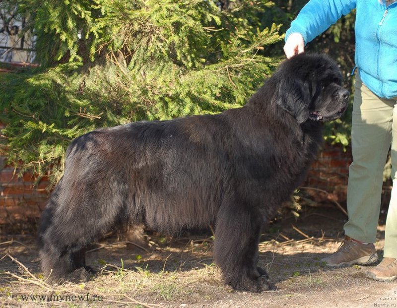 Фото: ньюфаундленд Ластёна с Берега Дона (Lastena s Berega Dona)