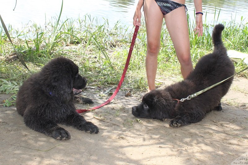 Фото: Ларс и Бриз