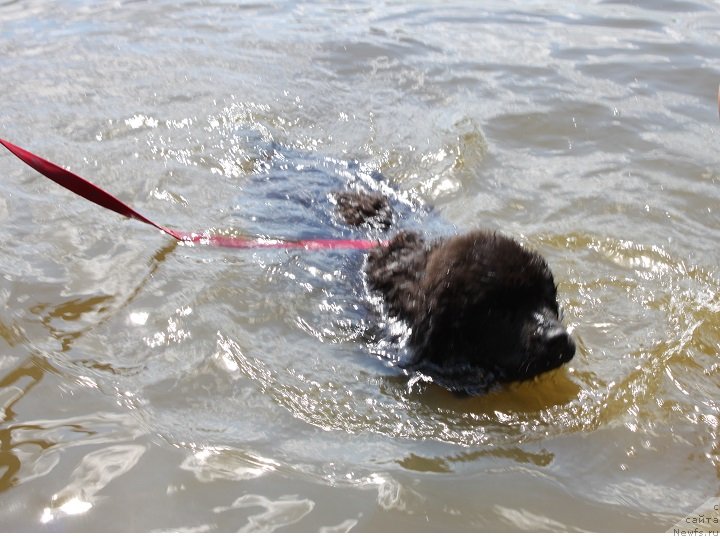 Фото: ньюфаундленд Ласковый и Нежный Бриз