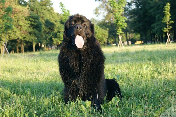 Фото: ньюфаундленд Velyke Malyatko Bayaderka Yurka